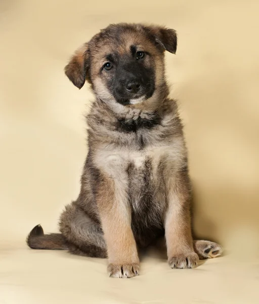 Bruin pup zittend op geel — Stockfoto