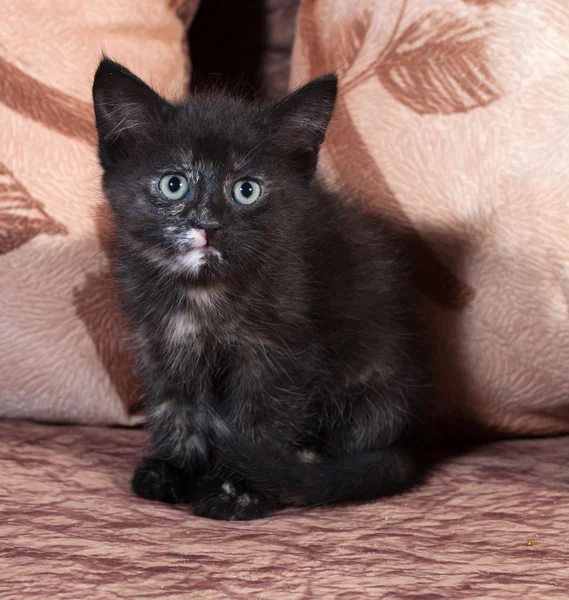 Tricolor kitten sitting on sofa — Stock Photo, Image