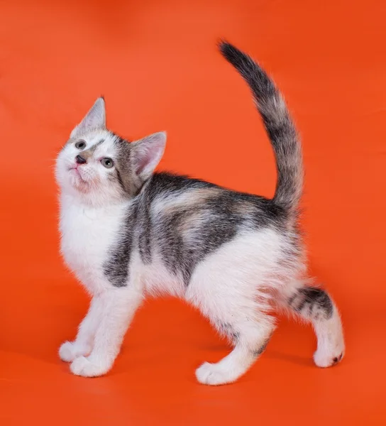 Трехцветный котенок стоит на апельсине — стоковое фото