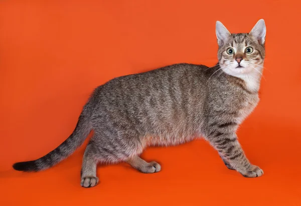 Tabby kitten staande op oranje — Stockfoto