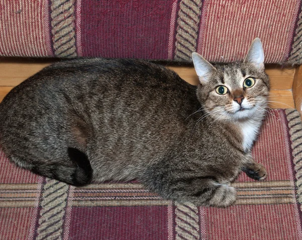 Striped cat lying on sofa — Stock Photo, Image