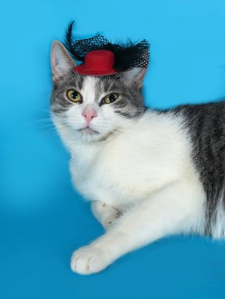 Gato branco e cinza no chapéu vermelho encontra-se no azul — Fotografia de Stock