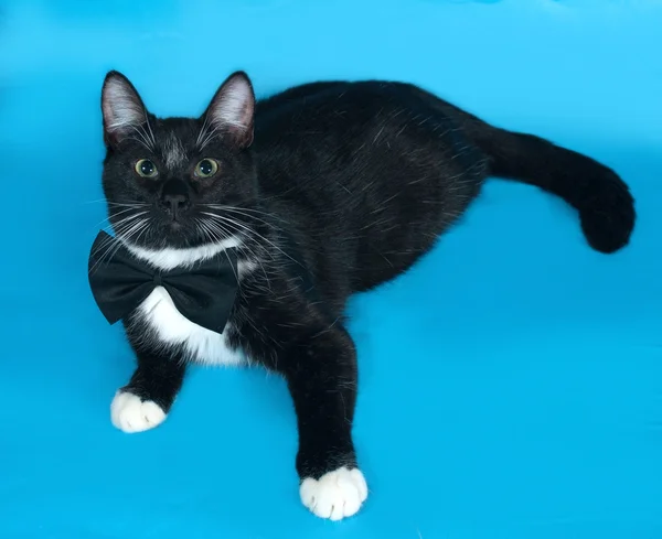 Schwarz-weiße Katze mit Fliege liegt auf blau — Stockfoto
