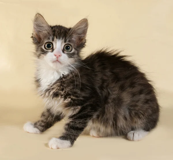 Striped and white fluffy kitten sitting on yellow — Stock Photo, Image