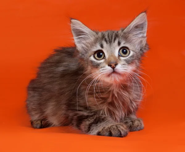 Striped en witte pluizige kitten liggend op oranje — Stockfoto