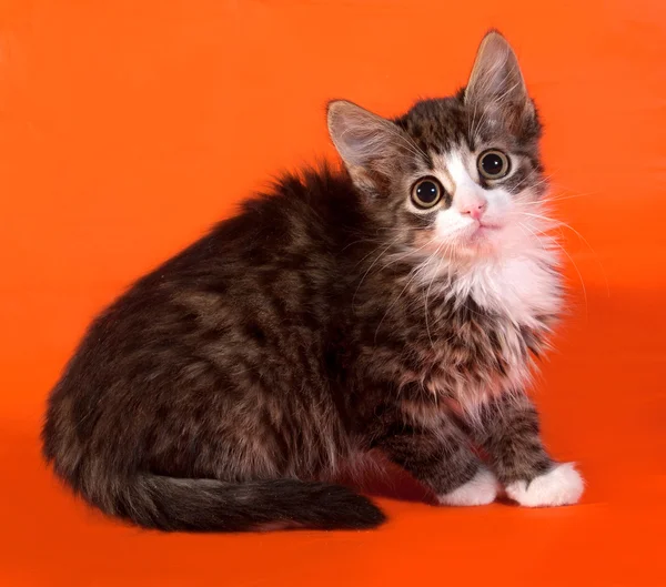 Striped and white fluffy kitten sitting on orange — Stock Photo, Image