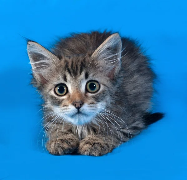 Striped and white fluffy kitten lying on blue — Stock Photo, Image