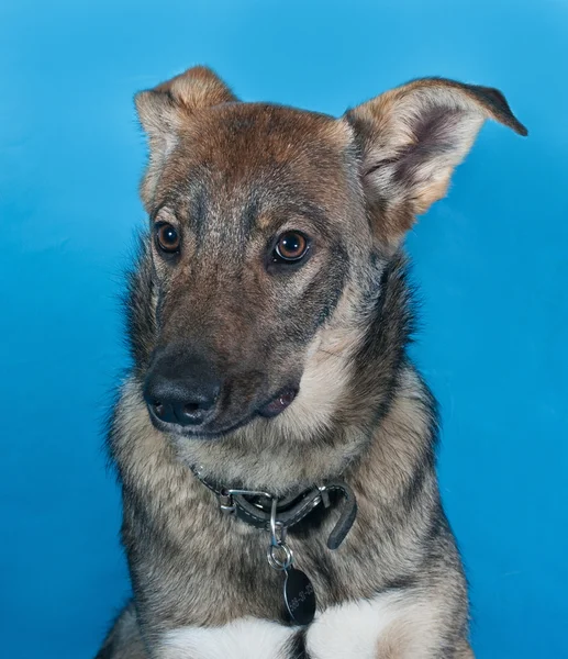 Grijze hond met kraag op blauw — Stockfoto