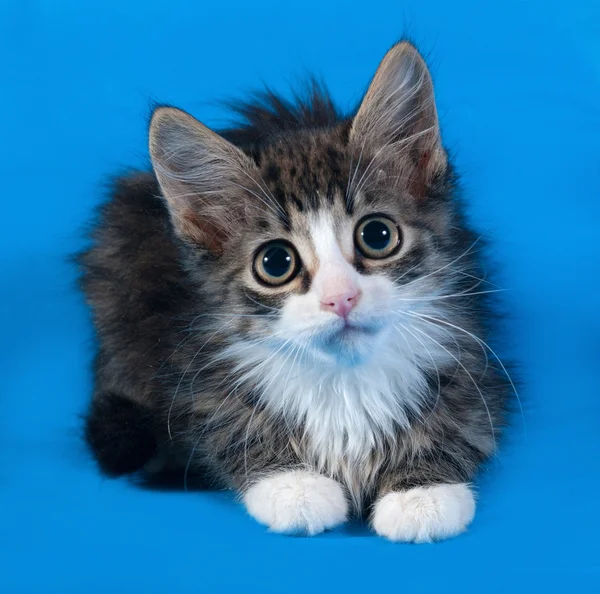 Striped and white fluffy kitten lying on blue — Stock Photo, Image