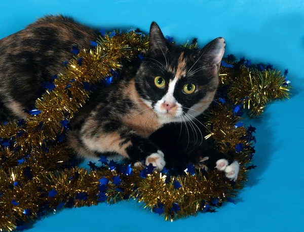 Gatto tricolore avvolto ghirlanda di Natale si trova sul blu — Foto Stock