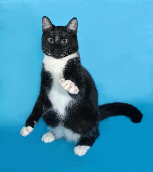 Gato blanco y negro sentado sobre azul —  Fotos de Stock