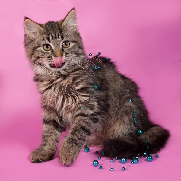 ピンクに座っているクリスマス ビーズ ストライプ フワフワ子猫 — ストック写真