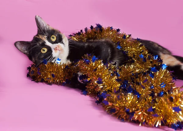 Tricolore chat enveloppé tinsel de Noël, couché sur rose — Photo