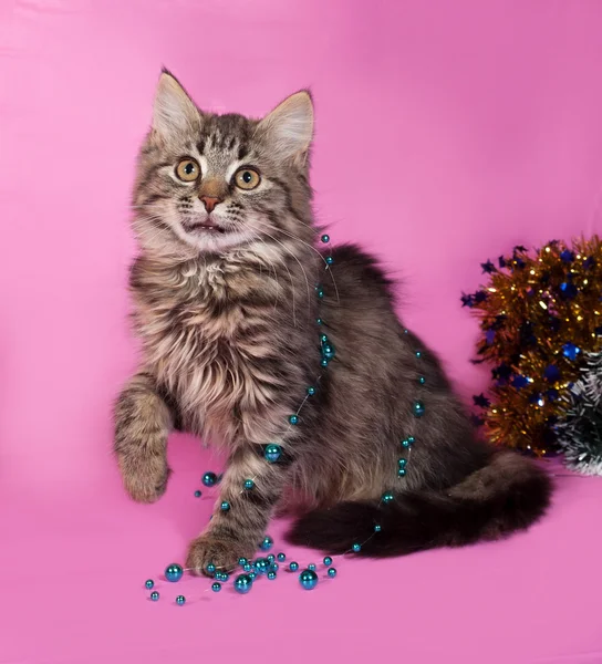 Striped fluffy kitten with Christmas beads sits on pink — Stock Photo, Image