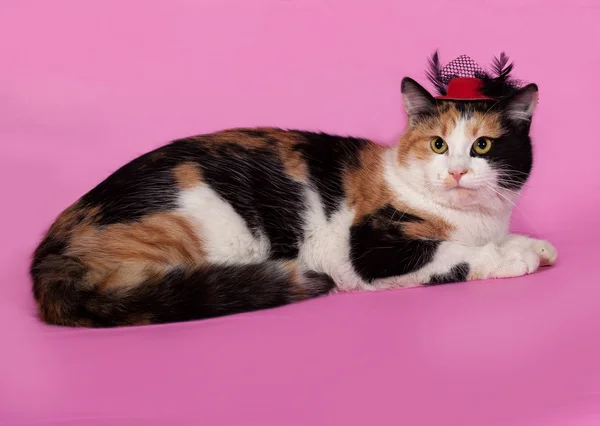 Tricolor Katze mit rotem Hut liegt auf rosa — Stockfoto