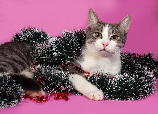 Gatto bianco e grigio nelle decorazioni natalizie sdraiato sul rosa — Foto Stock