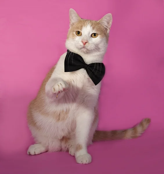 Vermelho e branco gato em gravata borboleta sentado em rosa — Fotografia de Stock