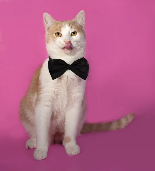 Red and white cat in bow tie sitting on pink — Stock Photo, Image