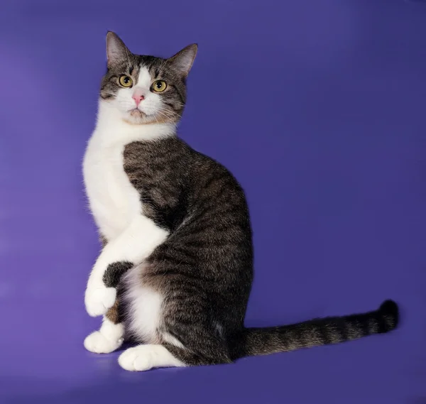 Tabby and white cat sitting on blue — Stock Photo, Image