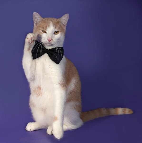Червоно-білий кіт у краватці, що сидить на синьому — стокове фото
