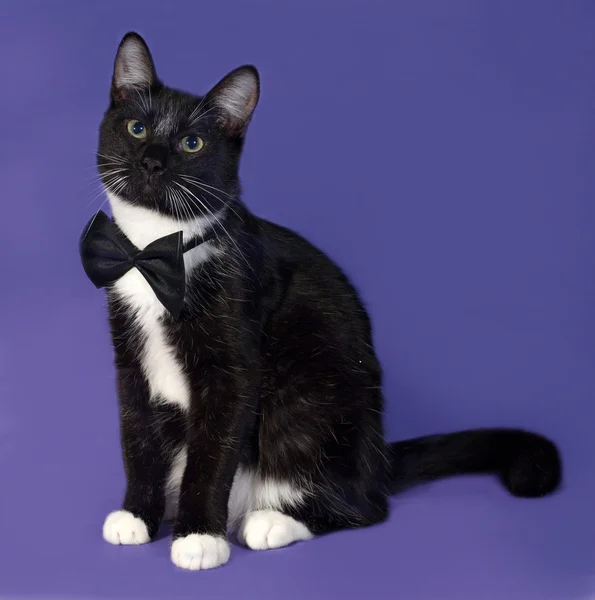 Black and white cat in bow tie sitting on blue — Stock Photo, Image