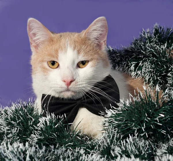 Red and white cat sitting in Christmas tinsel on blue — Stock Photo, Image