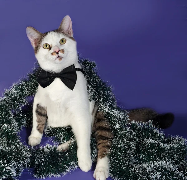 White and tabby cat in bow tie and Christmas tinsel sitting on b — Stock Photo, Image