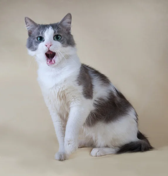 Gato blanco con manchas sentado en amarillo — Foto de Stock