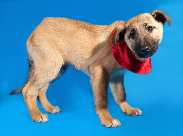 Thin yellow puppy in red bandanna standing on blue — Stock Photo, Image