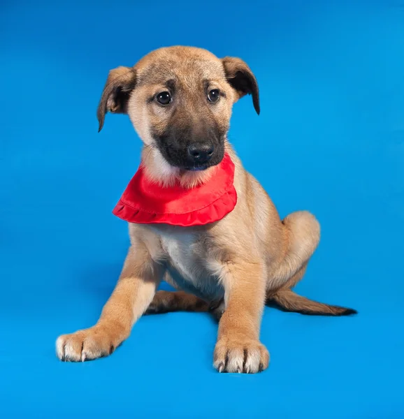 Thin yellow puppy in red bandanna sitting on blue — Stock Photo, Image