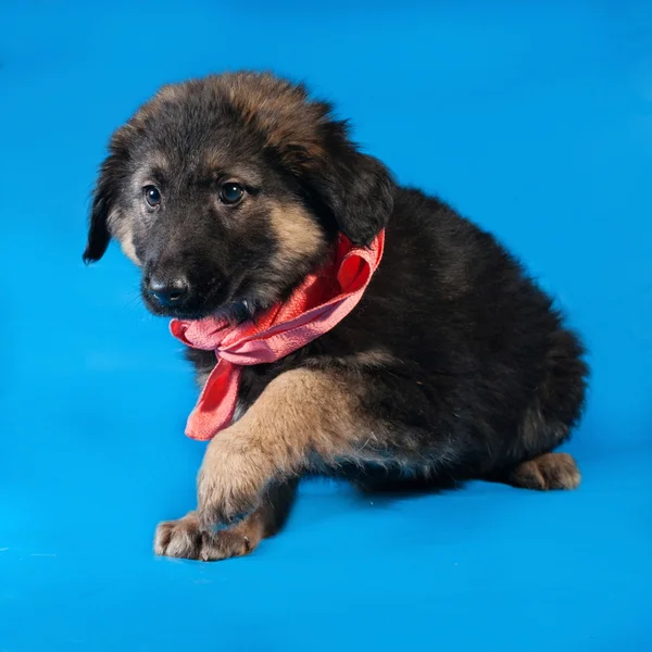 Black and red shaggy puppy in red bandanna lies on blue — Stock Photo, Image