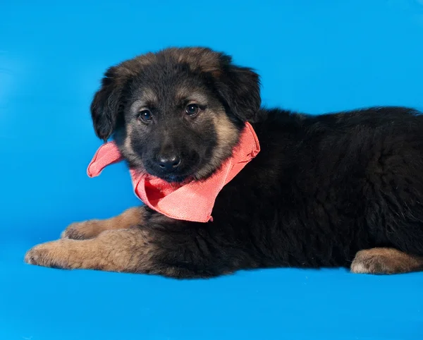 Black and red shaggy puppy in red bandanna lies on blue — Stock Photo, Image