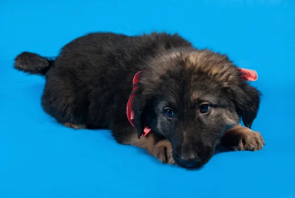 Black and red shaggy puppy in red bandanna lies on blue — Stock Photo, Image