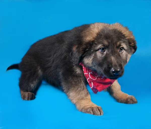 Negro y rojo shaggy cachorro en rojo bandanna se encuentra en azul — Foto de Stock