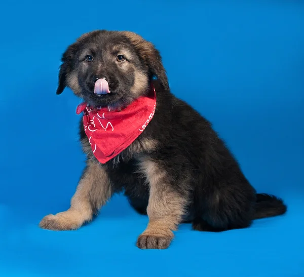 Black and red shaggy puppy in red bandanna lies on blue — Stock Photo, Image