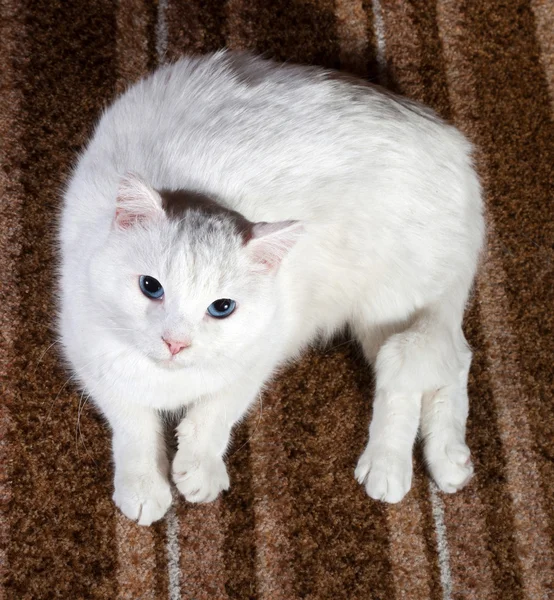 Gato branco com olhos azuis deitado no sofá — Fotografia de Stock