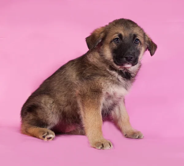 Brown puppy sitting on pink — Stock Photo, Image