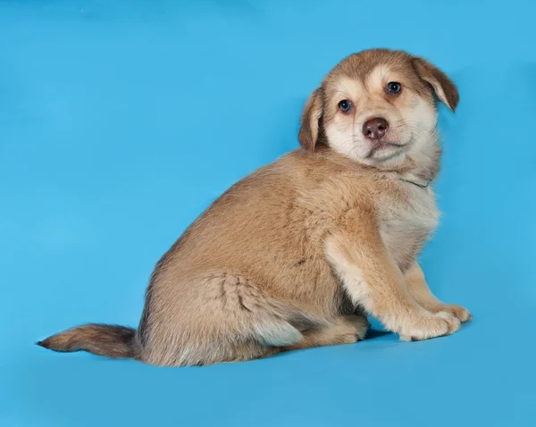 Gele pup zittend op blauw — Stockfoto