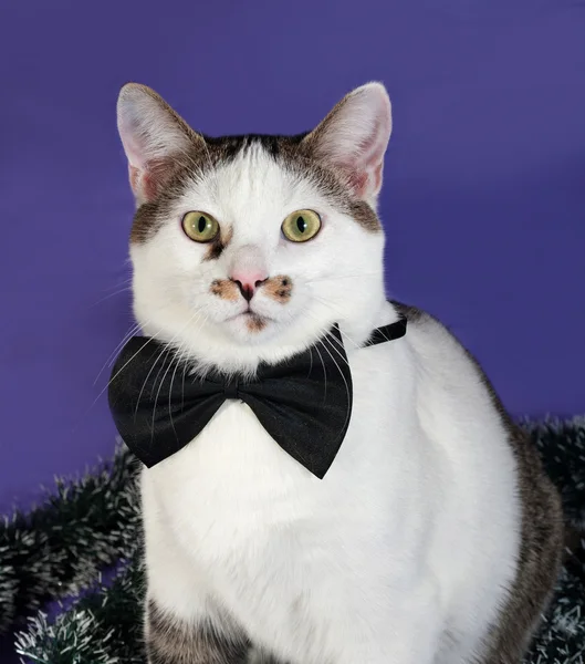 White and tabby cat in bow tie and Christmas tinsel sitting on b — Stock Photo, Image