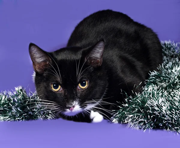 Schwarz-weiße Katze eingewickelt Weihnachtslametta sitzt auf blau — Stockfoto