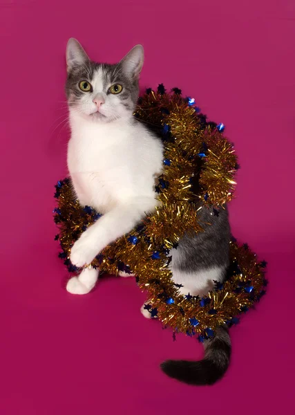 Vit och tabby katt sitter i jul glitter på pink — Stockfoto