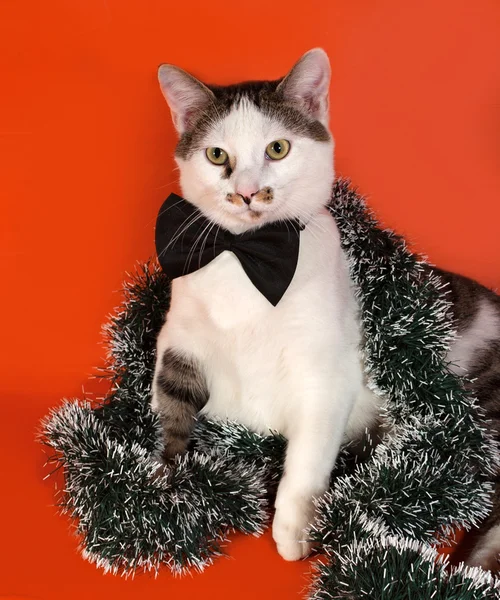 White and tabby cat in bow tie and Christmas tinsel sitting on o — Stock Photo, Image