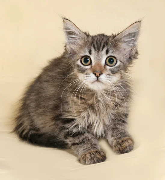 Striped and white fluffy kitten lying on yellow — Stock Photo, Image