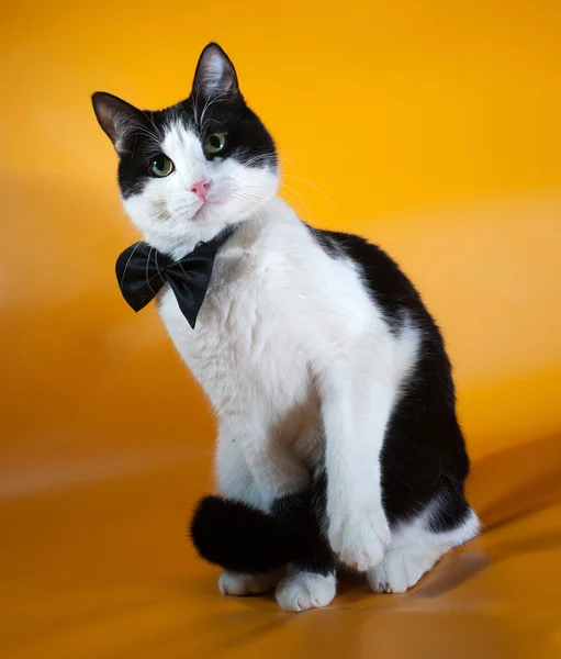 Білий і чорний кіт в краватці, сидячи на жовтому — стокове фото