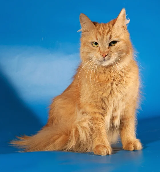 Ingwer flauschige Katze sitzt auf blau — Stockfoto