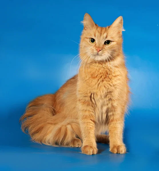 Ingwer flauschige Katze sitzt auf blau — Stockfoto