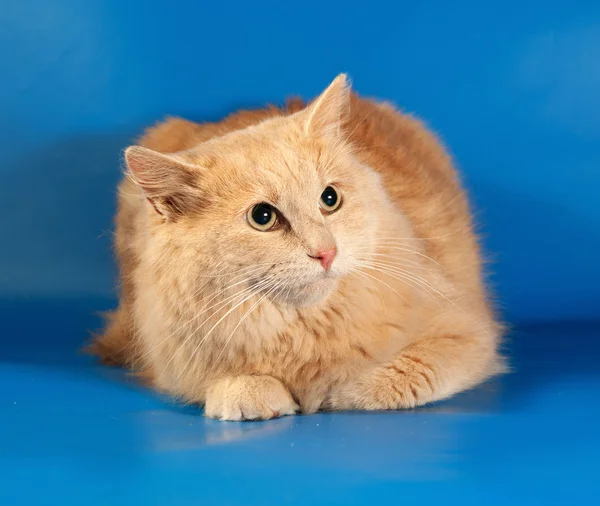 Ginger fluffy cat lies on blue — Stock Photo, Image