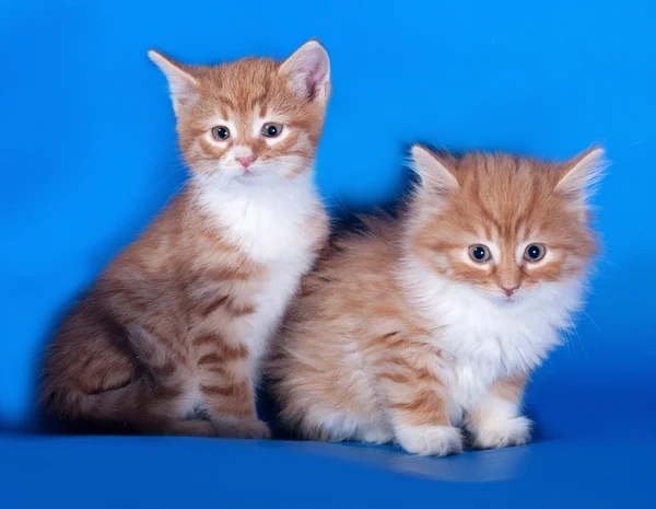 Zwei flauschige rote und weiße Kätzchen sitzen auf blau — Stockfoto