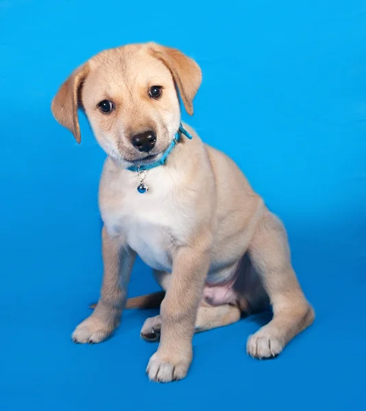 Küçük sarı yavru köpek mavi yakalı mavi üzerinde oturan — Stok fotoğraf