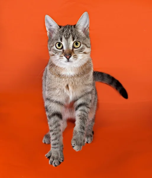 Tabby chaton assis sur orange — Photo